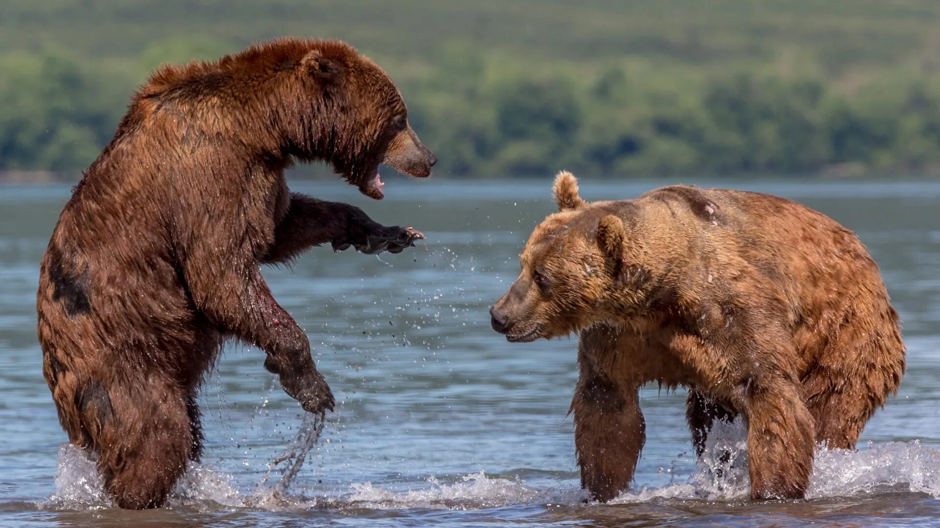 Бурый медведь Камчатки. Камчатский бурый медведь. Камчатка медведи. Медведь в дикой природе.