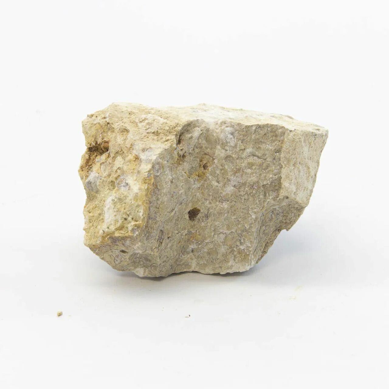 Fossiliferous limestone. Limestone Rock. Limestone Slab. Limestone Jarusalem.