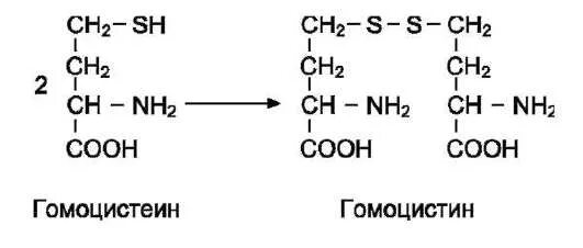 Гомоцистин. Гомоцистеин. Гомоцистеин в гомоцистин. Гомоцистеин и фолиевая кислота связь.
