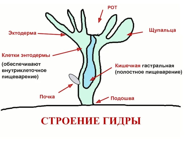 Имеет гастральную полость