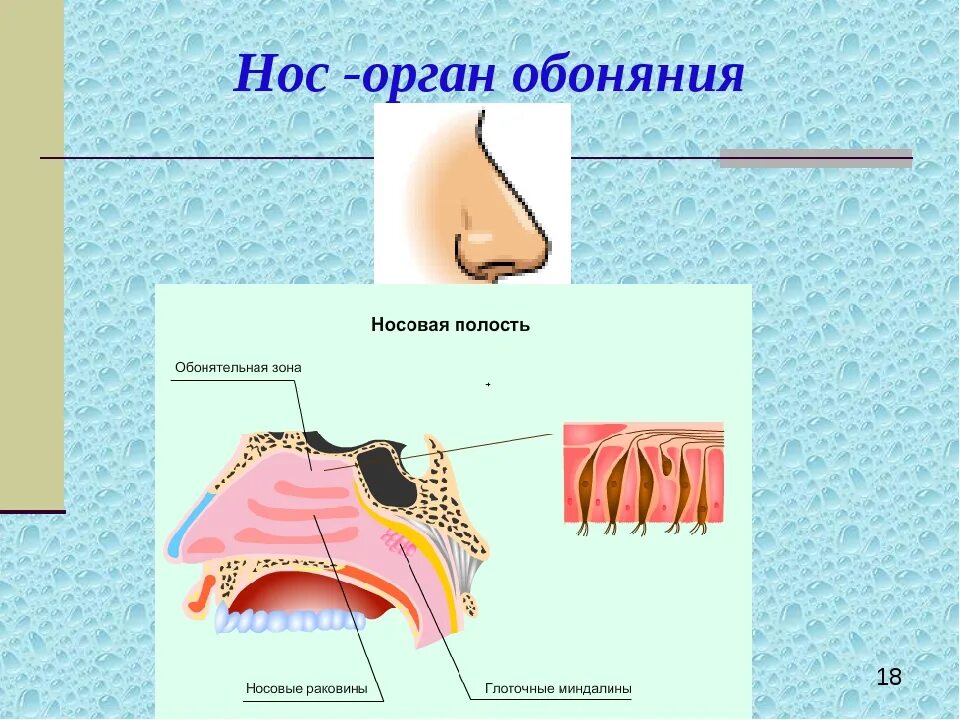 Обоняние строение. Орган обоняния 3 класс окружающий мир. Орган обоняния нос строение. Строение органа обоняния 3 класс. Нос орган обоняния 3 класс окружающий мир.