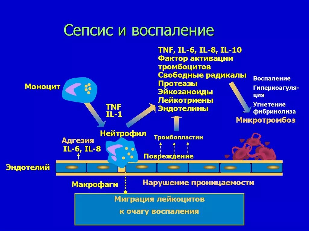 При сепсисе бактерии