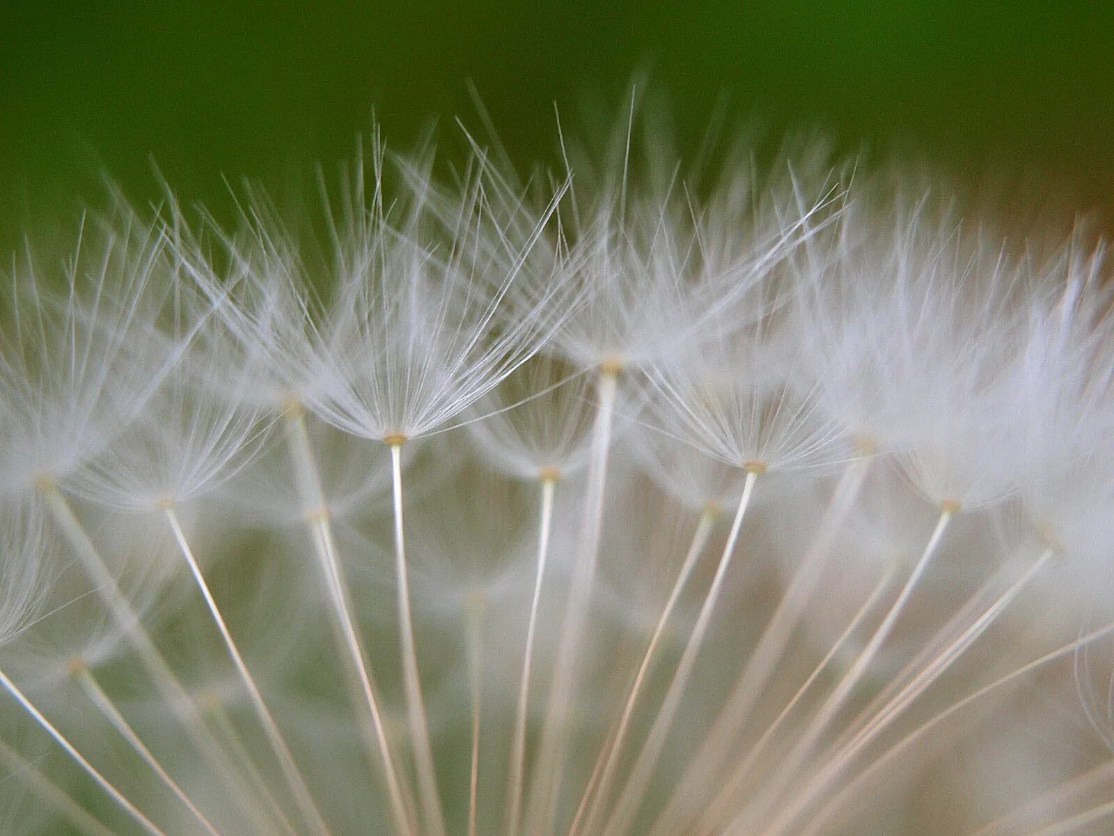 Пушинка. Пушинка гагачья. Обои пушинки. Пушинки козлобородника. Одуванчик пушистый.