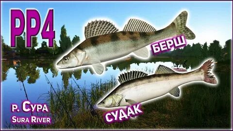 Сура 4