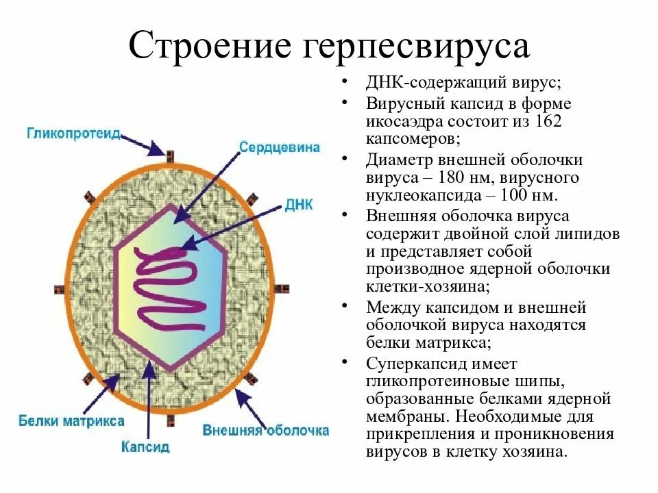 Строение герпеса. Схема строения вируса герпеса. структура вируса герпеса. днк содержащие вирусы строение. структура простого днк-содержащего вируса.