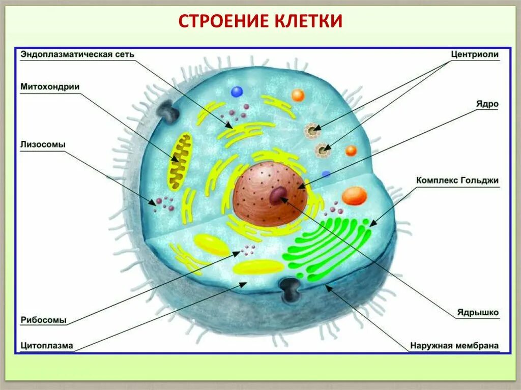 Основные части клетки анатомия. Биология строение клеточного ядра. Строение клетки человека рисунок. Строение ядра животной клетки.
