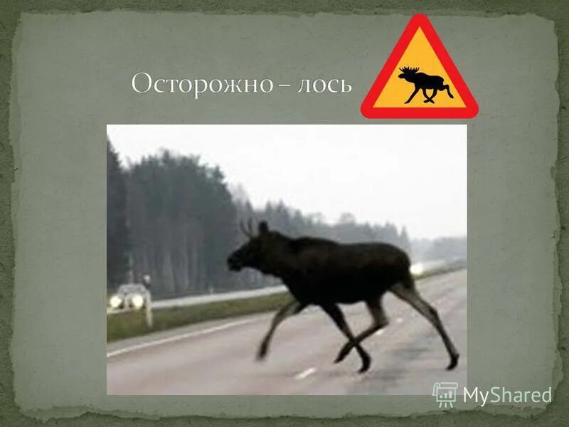 Лось остановился. Осторожно лоси. Знак осторожно лоси. Лось осторожно осторожно. Знак Лось на дороге.