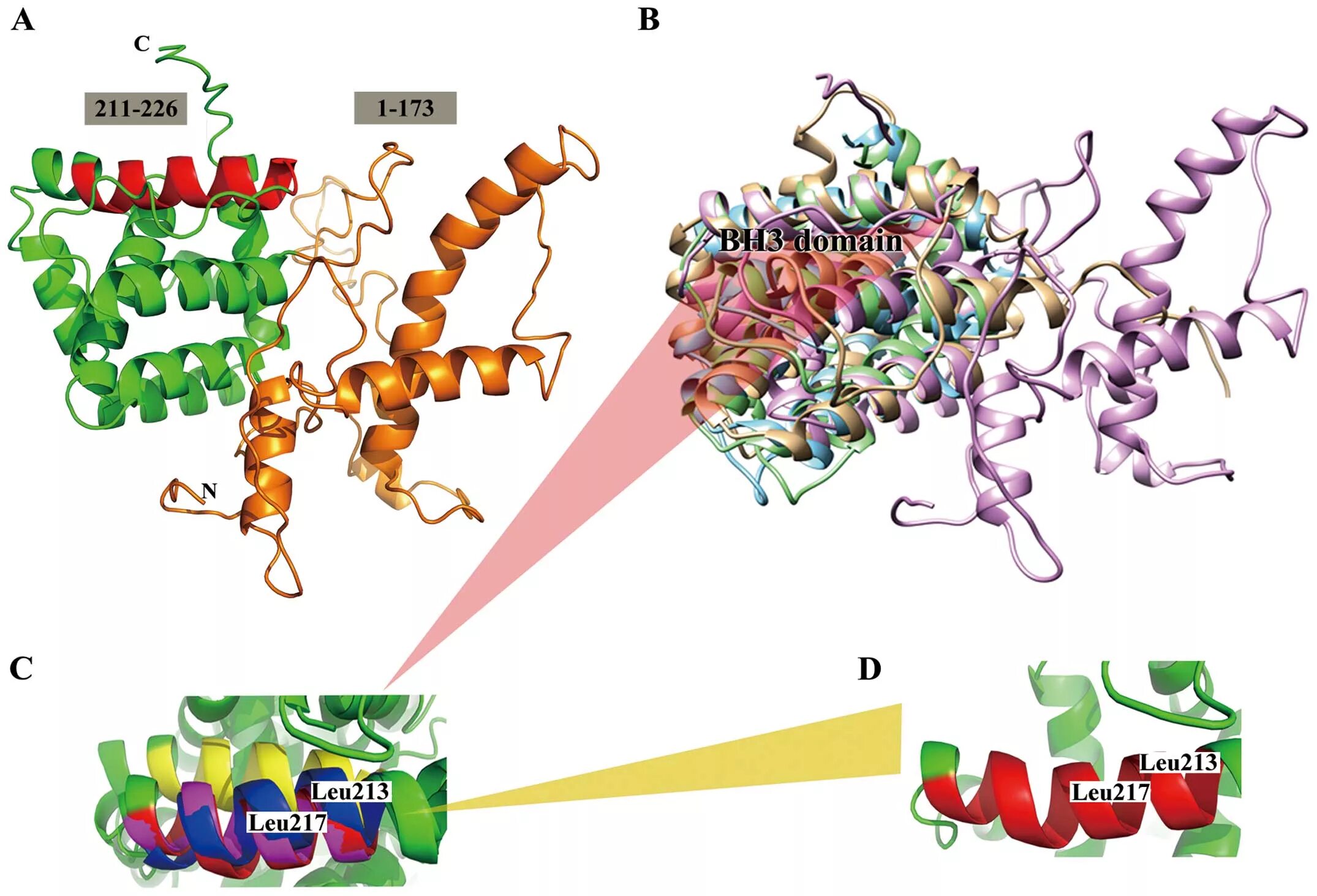 10 5 г белки 3. Семейство белков. Bh3 Proteins. Белки семейства белков. BCL-2 Family Proteins.