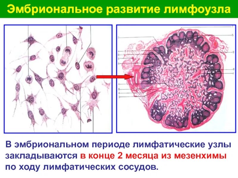 Иммунная система гистология. Лимфатические узлы эмбриональное развитие. эмбриональное кроветворение в лимфатических узлах. развитие лимфатических узлов гистология. лимфатические узлы образование клеток крови.