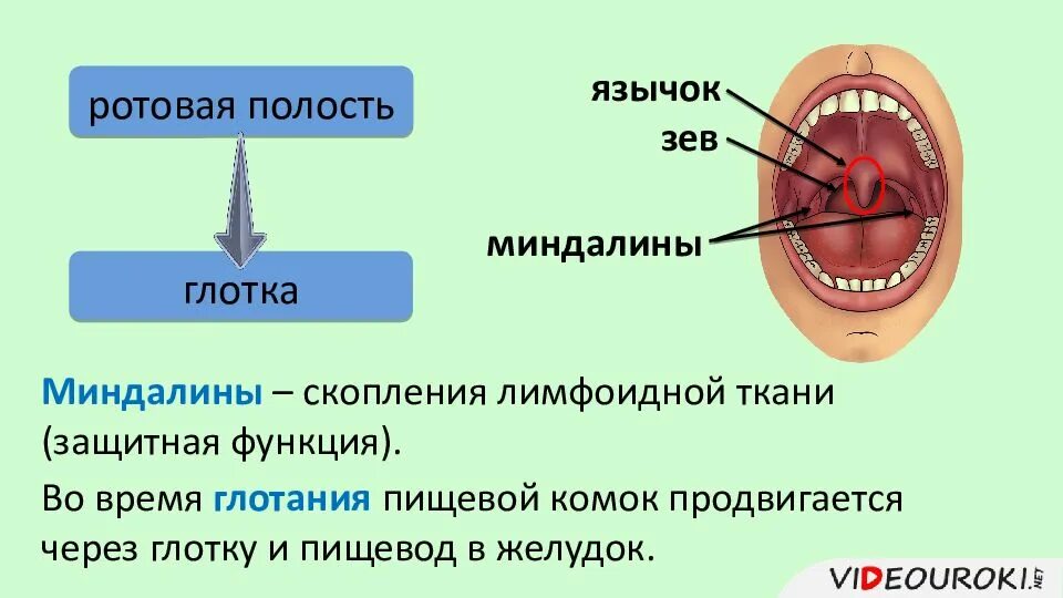 Глоток назвать. Строение ротовой полости миндалины. Лимфоидные ткани миндалин. Строение миндалин человека.