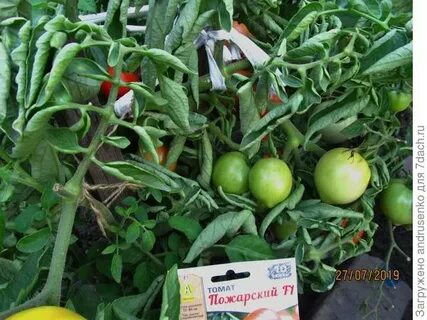 Семена пожарского