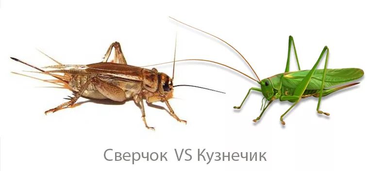 Как вывести сверчка
