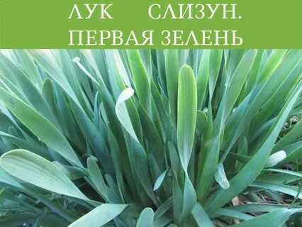 Как называется плоский лук