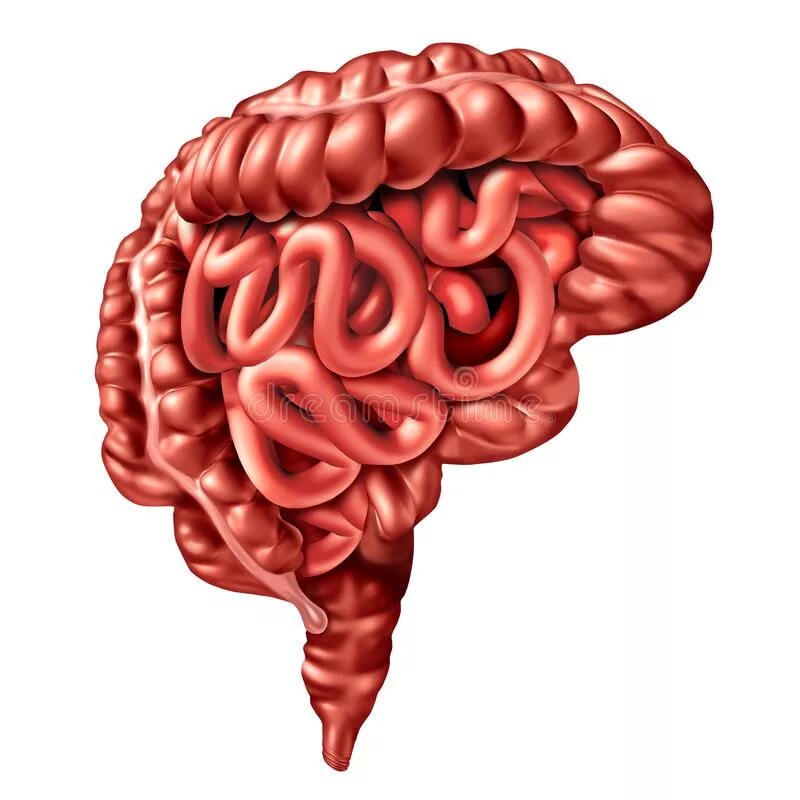 Желудок головной мозг печень. Ось кишечник мозг. Кишечник головной мозг. Ось головной мозг кишечник.