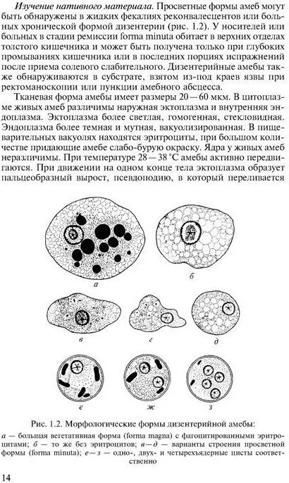 Большая вегетативная форма дизентерийной амёбы. Entamoeba histolytica вегетативная форма. Просветная форма дизентерийной амебы. Entamoeba histolytica вегетативная форма. Строение цисты дизентерийной амебы.