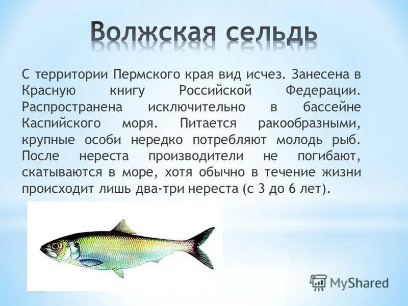 сельдь обитает. сельдь и треска. черноморско-азовская сельдь в азовском море. селедка морская или речная рыба. сельдевые характеристика.