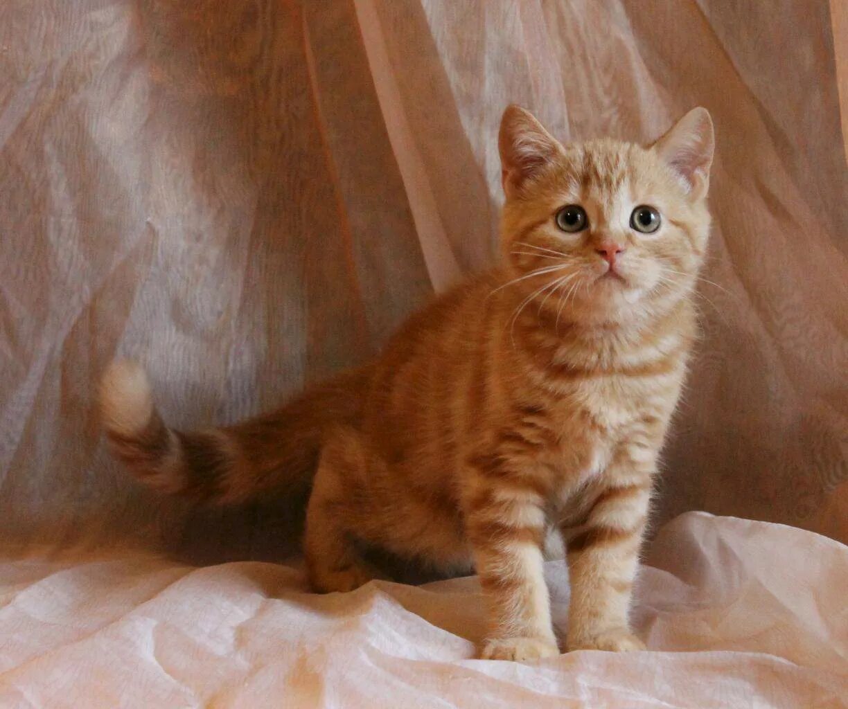 Шотландские кошки рыжие прямоухие. Скоттиш страйт рыжая прямоухая. Шотландский кот скоттиш страйт рыжий. Шотландские котята страйт рыжий. Шотландский рыжий кот прямоухие.