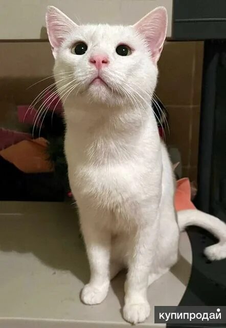 Рандомные коты