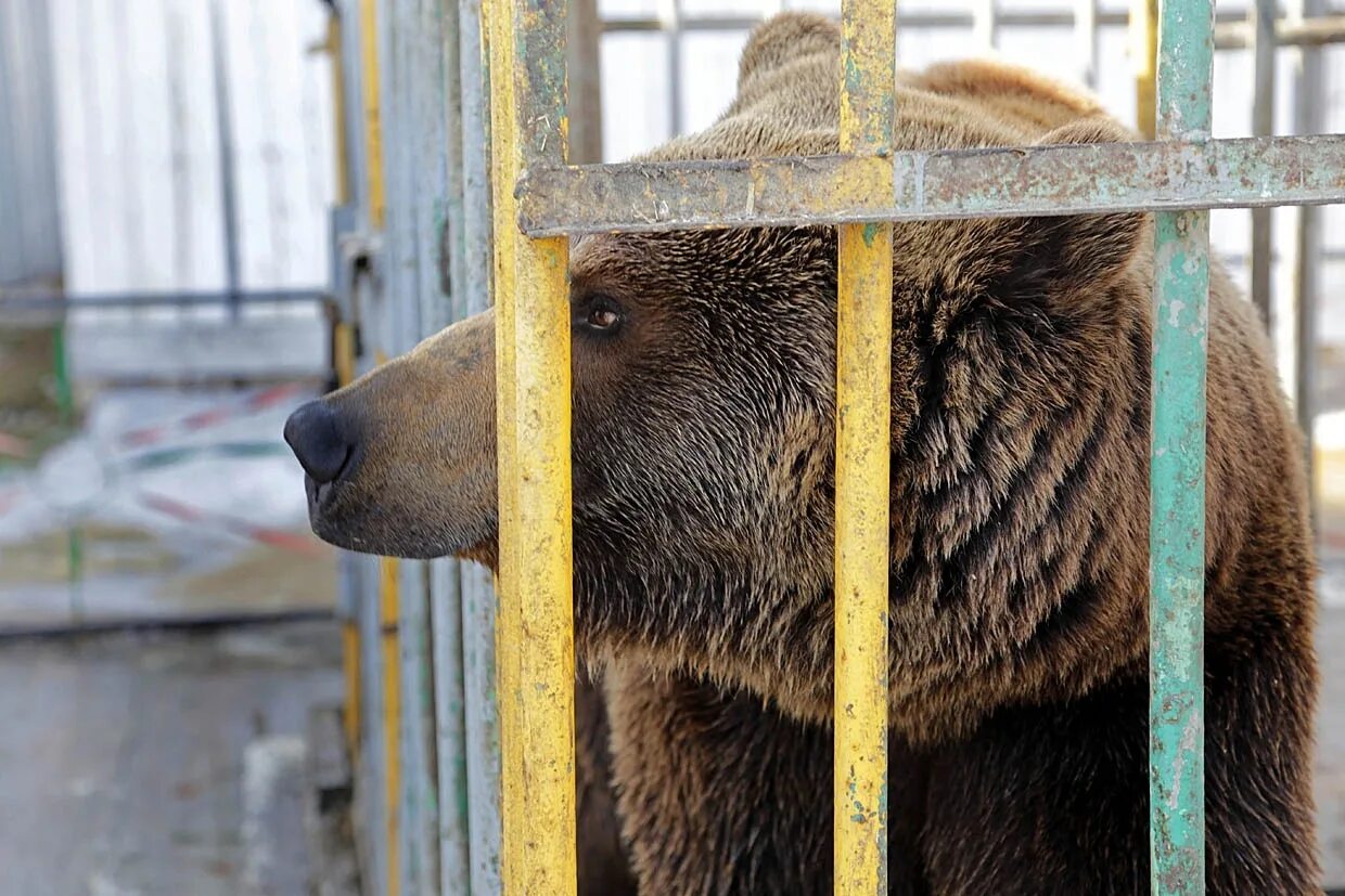 Содержание диких животных в неволе