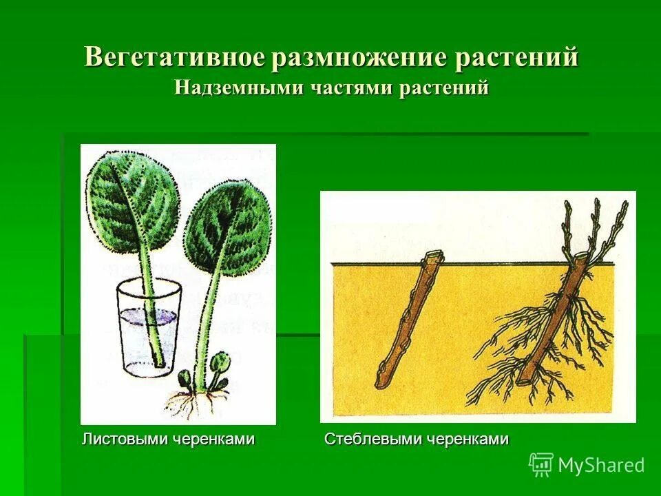 Вегетативное размножение листовыми черенками. Стеблевой черенок вегетативное размножение. Размножение листьями вегетативное размножение. Вегетативное размножение побег черенки. Термину вегетативное размножение