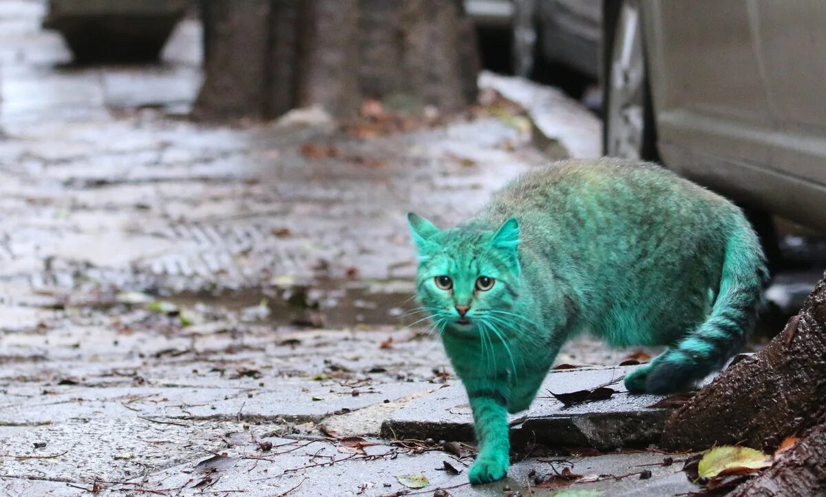 Темно зеленая кошка. Зеленый кот варна. зеленый кот в болгарии. зеленая кошка. зеленый котенок.