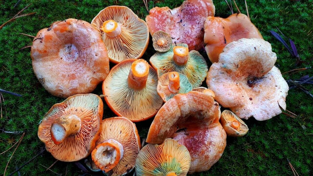 Рыжик Сосновый/Боровой (Lactarius deliciosus);. Рыжики грибы Царский гриб. Королевский Рыжик гриб. Рыжики по царски. Новые рыжики