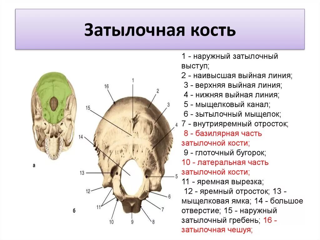 Кости черепа затылок. Кости головы анатомия затылочная кость. Строение затылочной кости черепа человека анатомия. Кости черепа человека анатомия наружный затылочный Выступ. Глоточный бугорок затылочной кости.