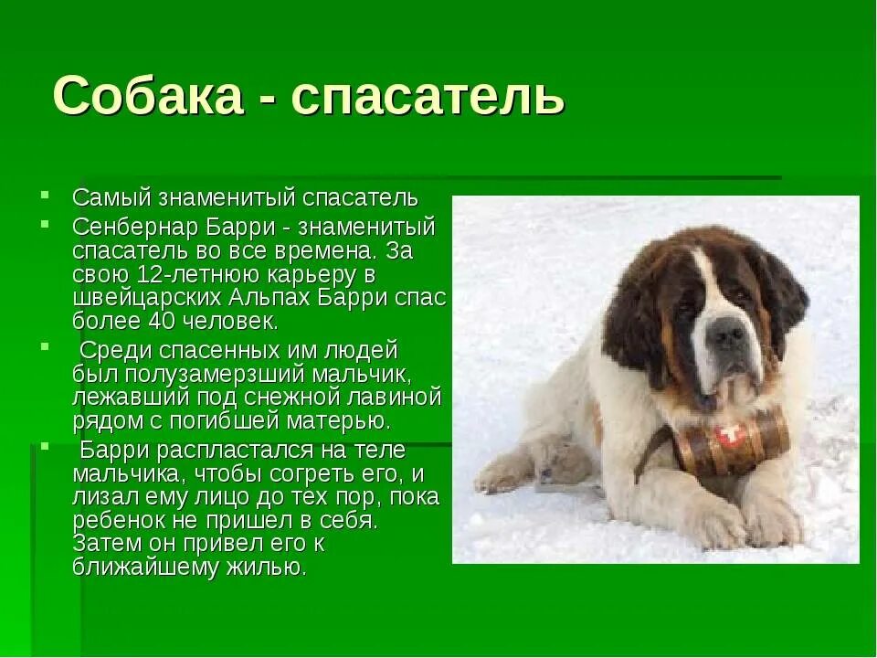 Сенбернар порода собак описание. Рассказ о собаке спасателе Сенбернар. Собака породы Сенбернар доклад. Доклад про собаку.