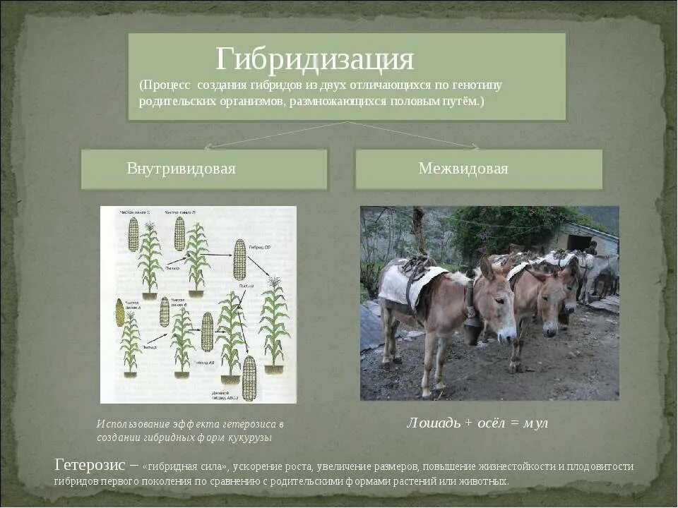 Гибридизация метод селекции. Гетерозис метод селекции. Примеры гибридизации в селекции. Методы гибридизации в селекции.