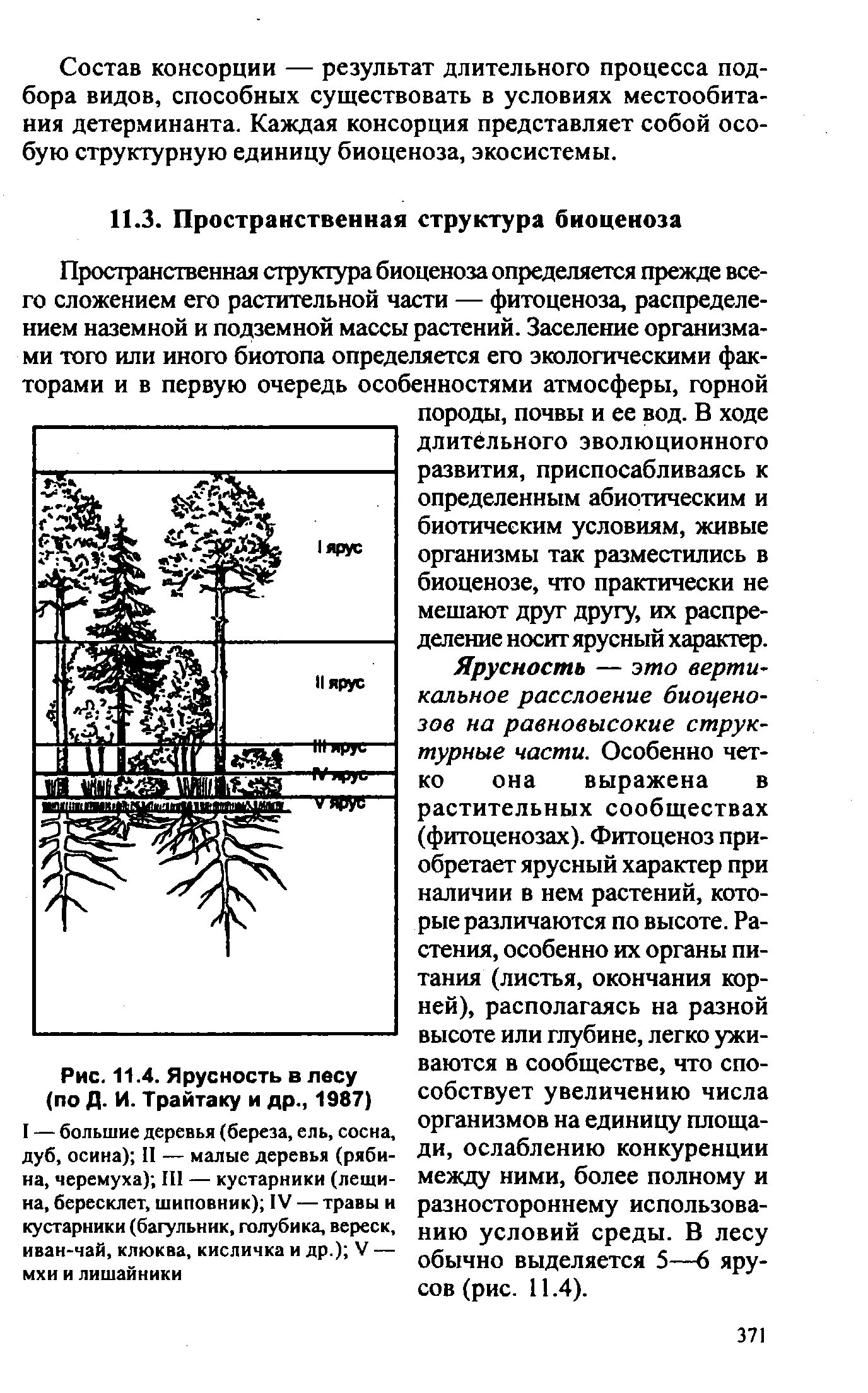 Сообщение на тему структура растительного сообщества. Ярусность в лесном фитоценозе. пространственная структура растений. структура биоценоза схема. пространственная структура биоценоза.