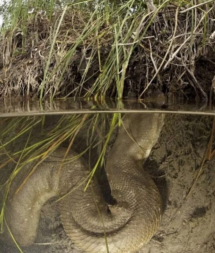 Анаконда змея. Гигантская Анаконда в Амазонке. Самый большой змей в мире фото