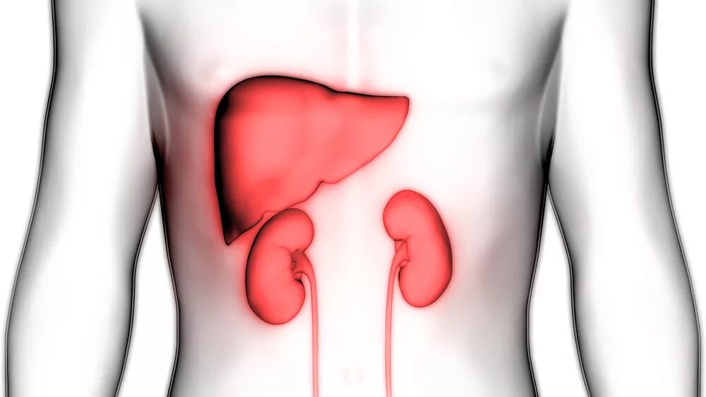 Human Body Organs Liver with Kidneys Anatomy Stock Illustration - Illustration o