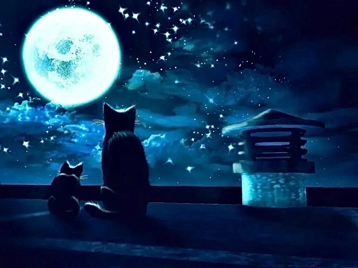 Наночь или на ночь. Кот и звезды. Ночные коты. Котик ночью. Кот на фоне звездного неба.