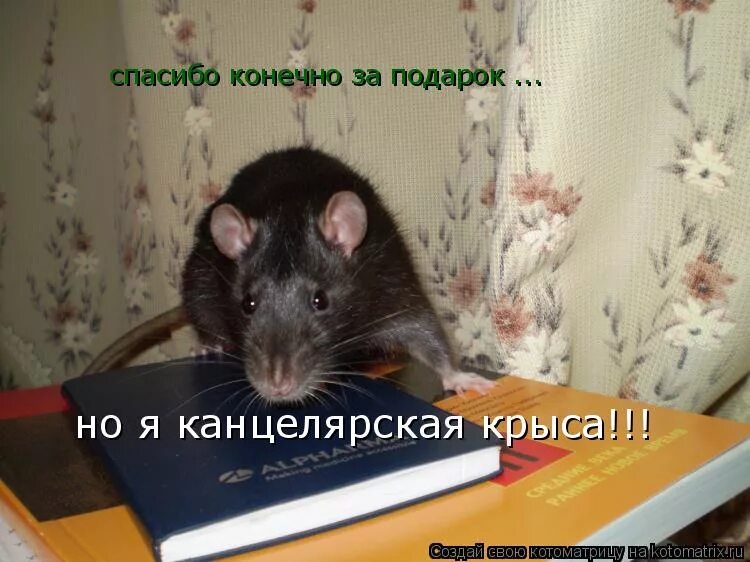 Как видят мыши. Мир глазами крысы. Смешные крысы. Приколы про мышей до слёз. Как видит мыша.
