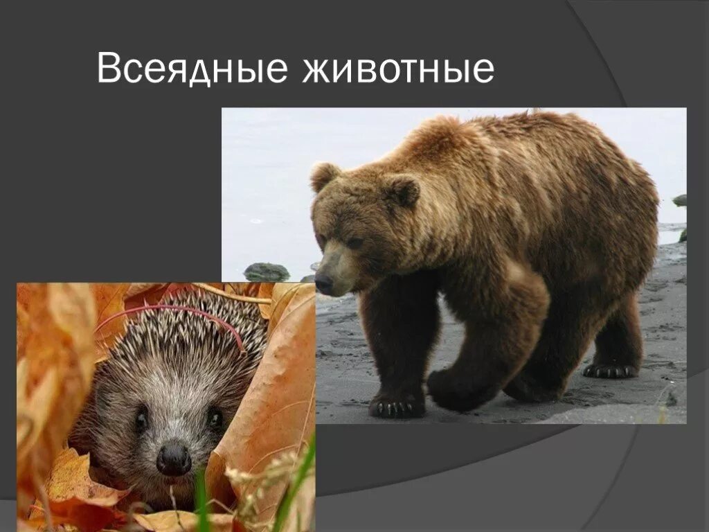 Назовите известных вам всеядных животных. Всеядные животные. всеядные звери. представители всеядных. всеядные млекопитающие.