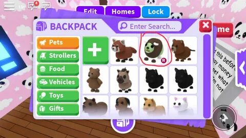 Pet star adopt