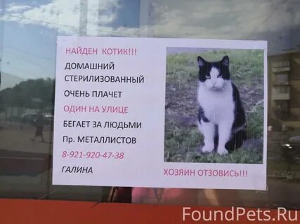 Объявления петербург и область