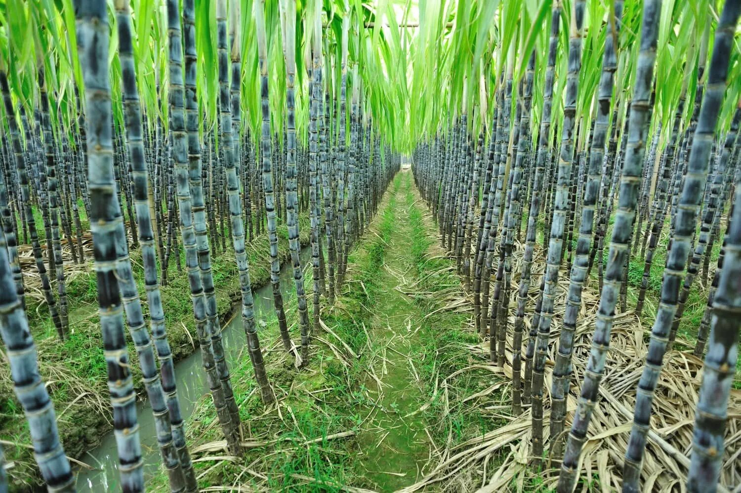 Сколько растет тростник. Барбадос сахарный тростник. Барбадос плантации сахарного тростника. Куба сахарный тростник плантации. Ферма сахарного тростника.