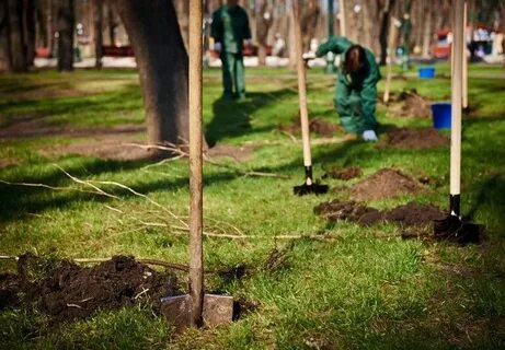 Посадив парке 4 дерева