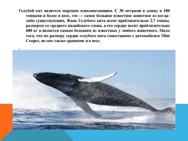 Сколько весит кит. Вес взрослого кита. Вес большого кита. Самый большой кит в метрах.