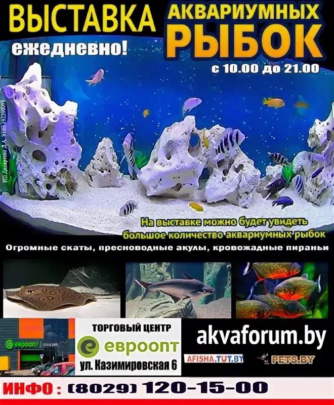 Выставка рыб рубцовск. Г. Выставка рыб подводный мир. Выставка рыб. Выставка рыб в оренбурге.
