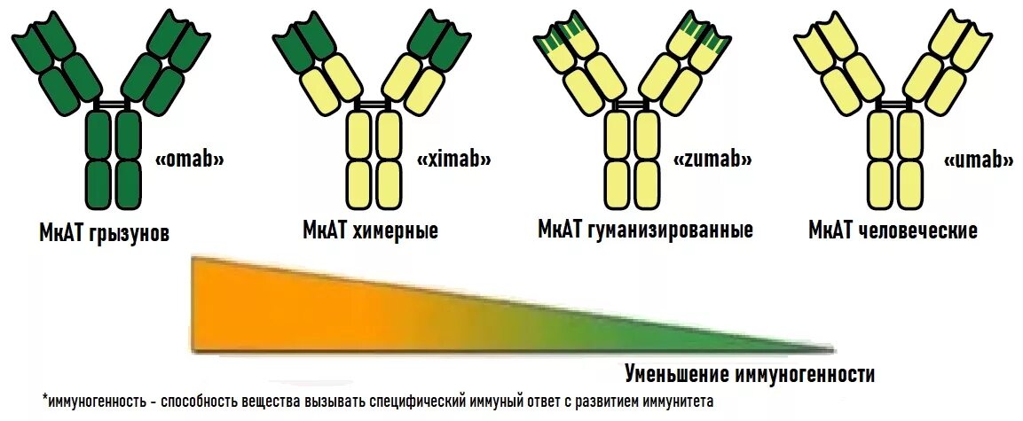 Клон антитела