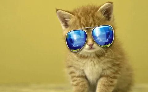 Обои с крутыми котами
