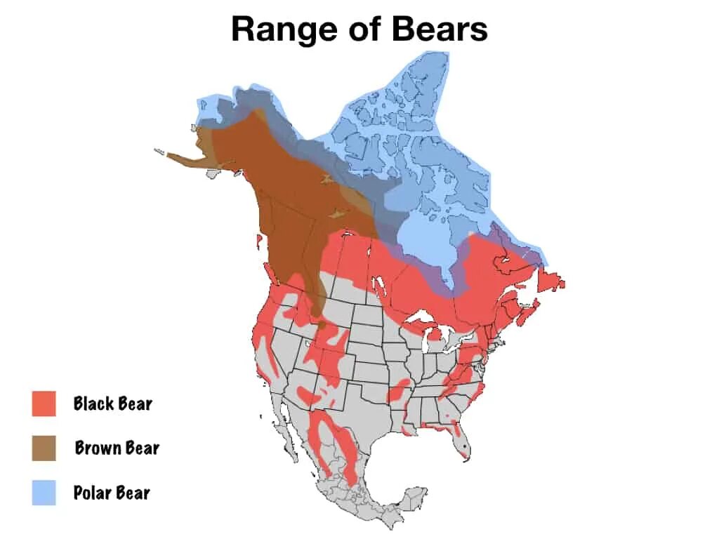 Гризли ареал обитания на карте. Медведь Гризли ареал обитания. Ареал медведей. Ареал медведя Гризли. Where bears live