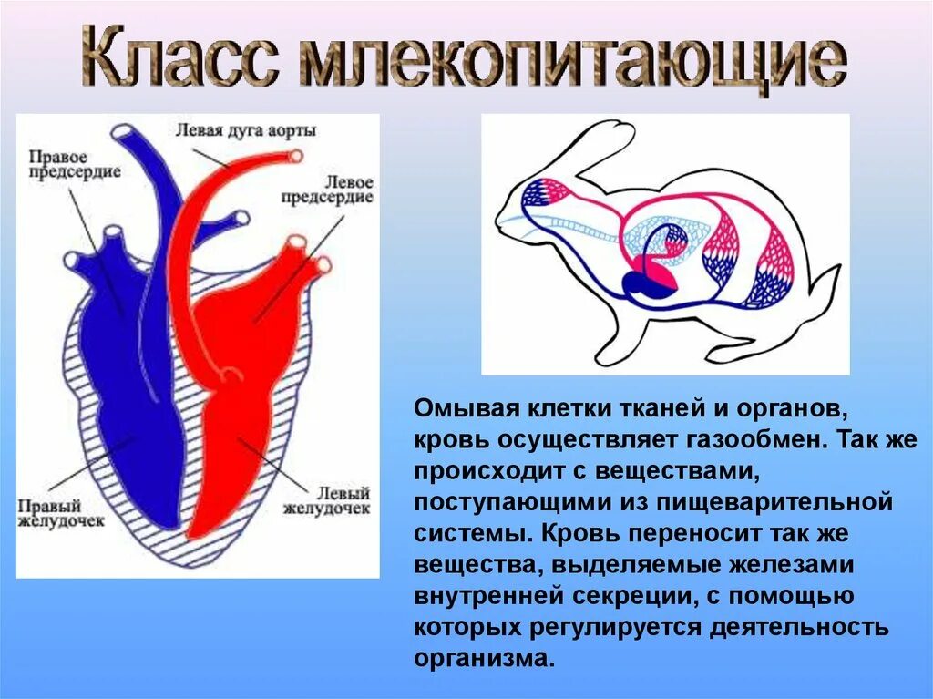 Какая кровь у млекопитающих животных. Кровеносная система млекопитающих 7 класс биология. Функции кровеносной системы млекопитающих 7 класс. Строение кровеносной системы млекопитающих 7 класс. Кровеносная система класса млекопитающие 7 класс биология.