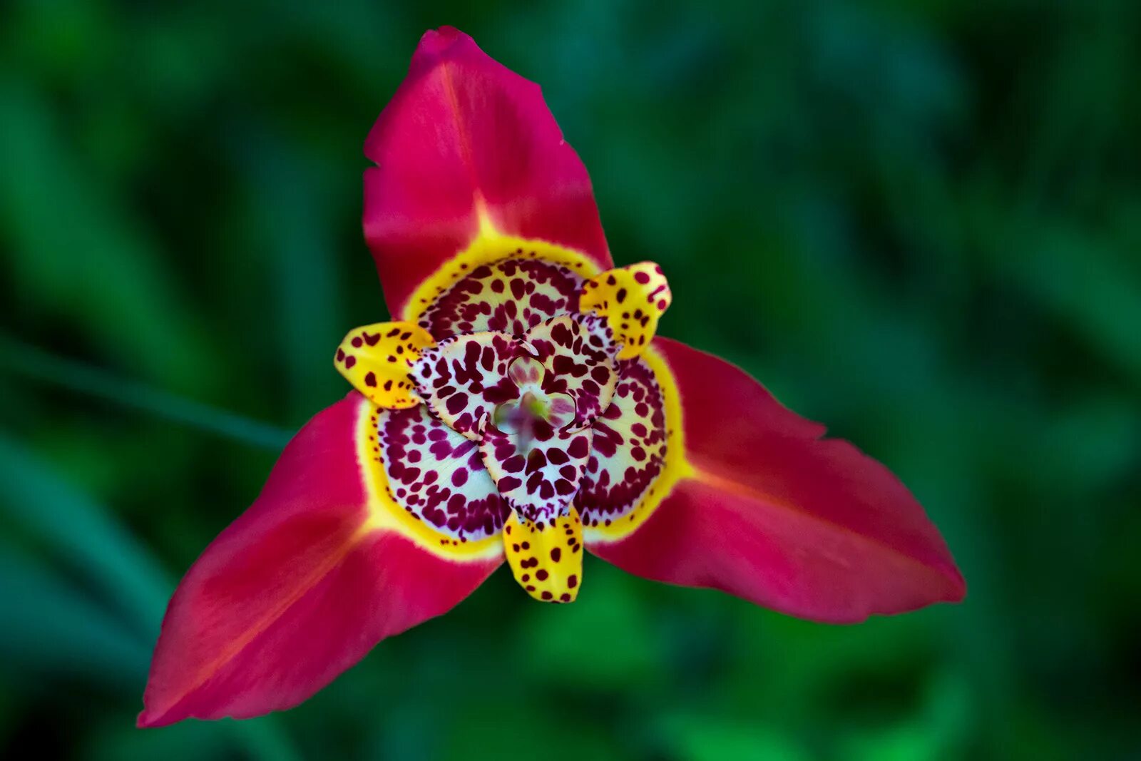 тигридия феррария. тигридия фото. тигридия фото. тигридия (tigridia). тигридия павлинья микс.