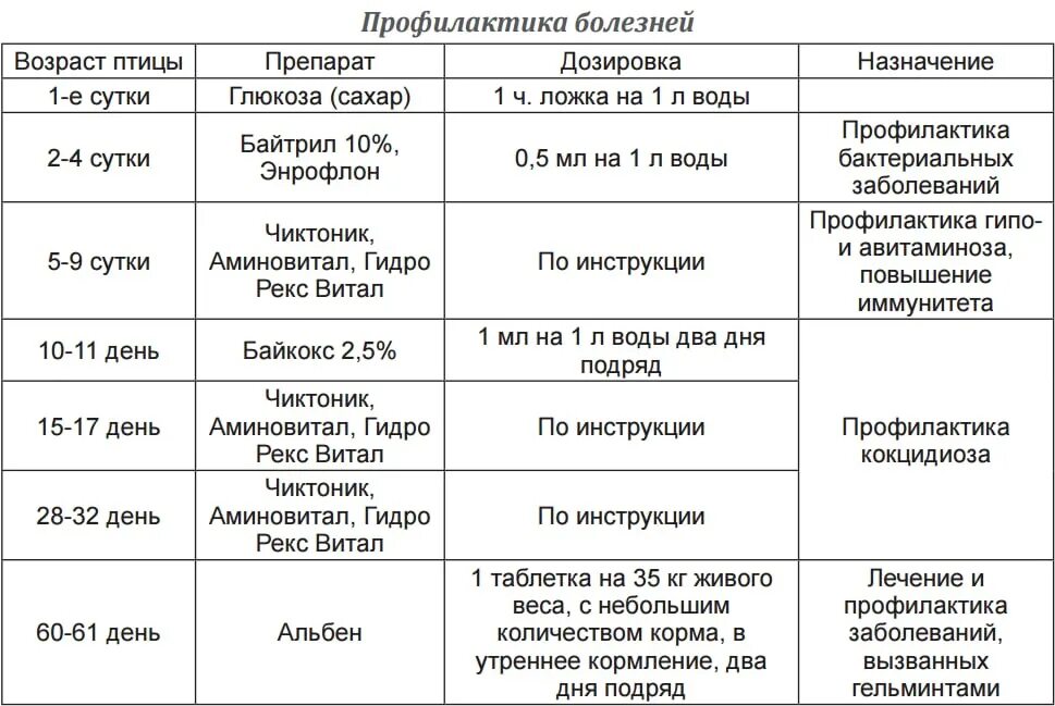 Чем поить цыплят в первые дни