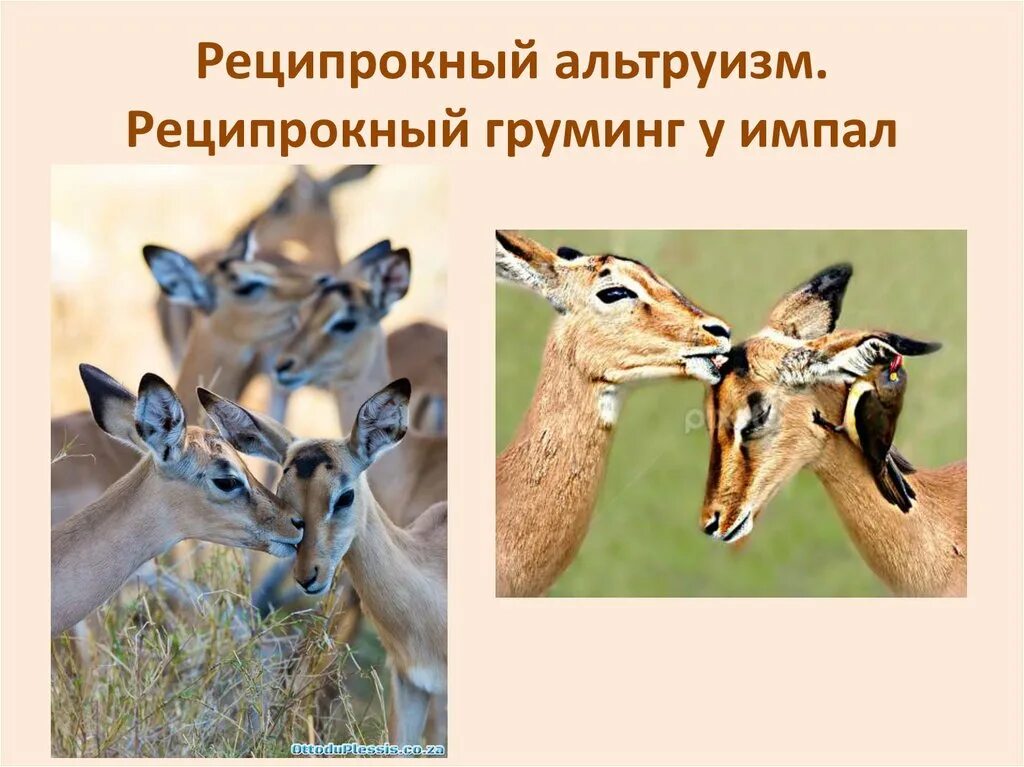 Альтруизм у животных. Реципрокный альтруизм. альтруизм у животных примеры. реципрокный (взаимный) альтруизм.