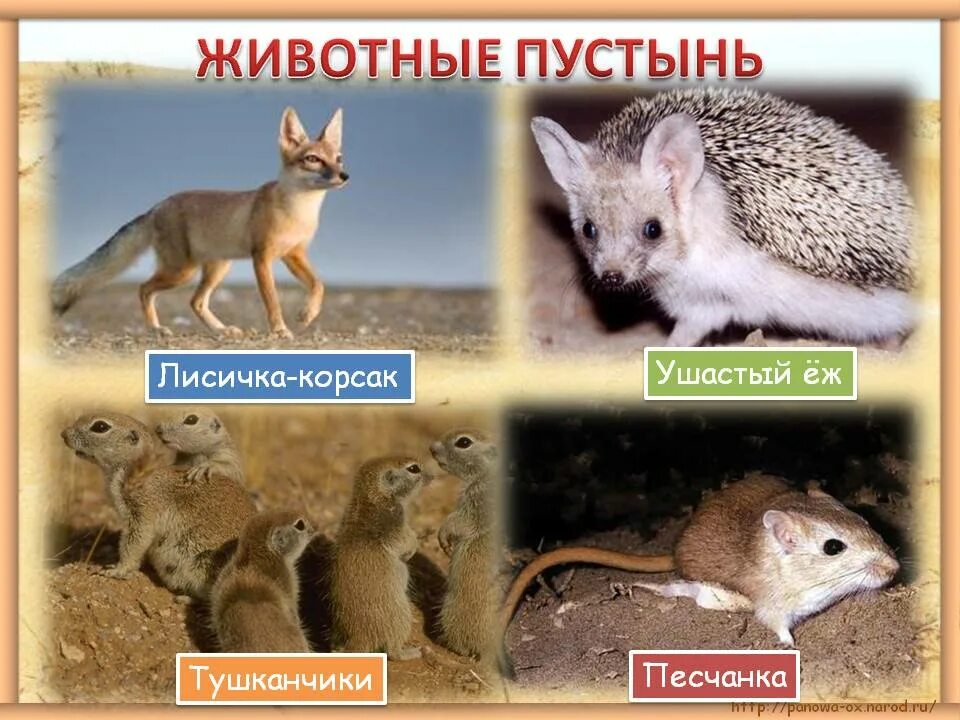 Пустыни и полупустыни животный мир. Пустыни и полупустыни России животный мир. Пустыни и полупустыни обитатели в России. Животный мир зоны пустынь и полупустынь России. Какие животные обитают в пустынях и полупустынях
