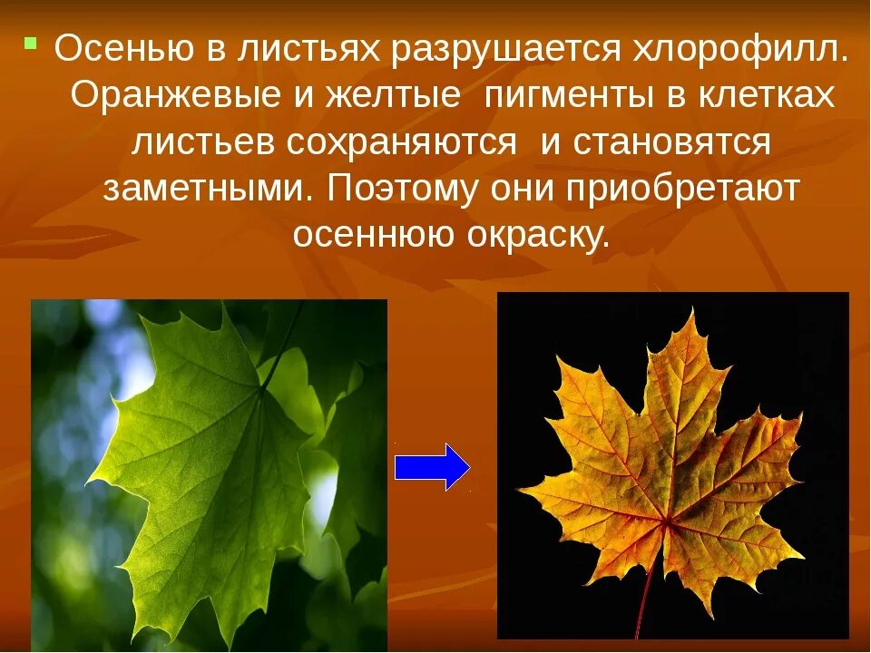 Сравнение осенних листьев. Почему листья меняют цвет осенью. тема для презентации осенние листья. почему осенью листья меняют окраску. изменение цвета листьев осенью.